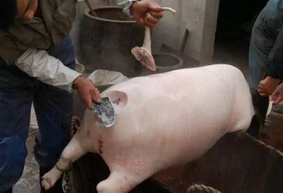 豬羊之間 那些年，我們守在鍋邊的童年滋味