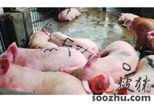 生豬屠宰加工 行業(yè)現(xiàn)狀、挑戰(zhàn)與數(shù)字化預警的重要性